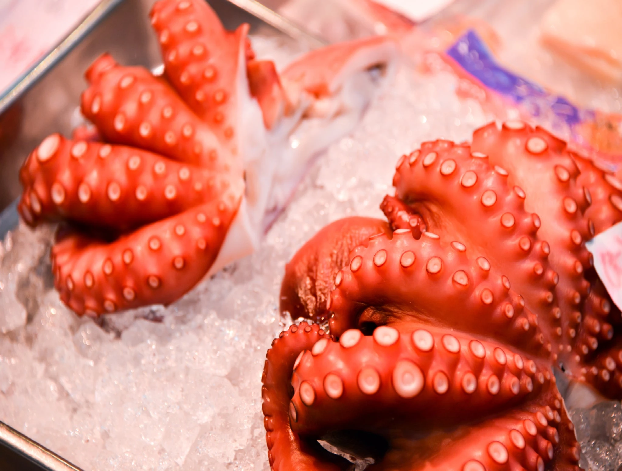 hokkaido-fresh-octopus-1kg_0.jpg
