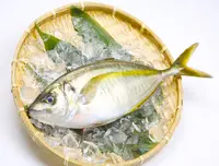 養殖しまあじ Yōshoku ShimaAji WHOLE 3.5 LB
