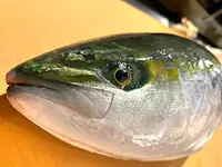 ハマチ 天然 TENNEN Hamachi WHOLE 10 LB
