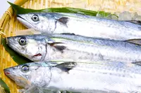toro-sawara_0.jpg