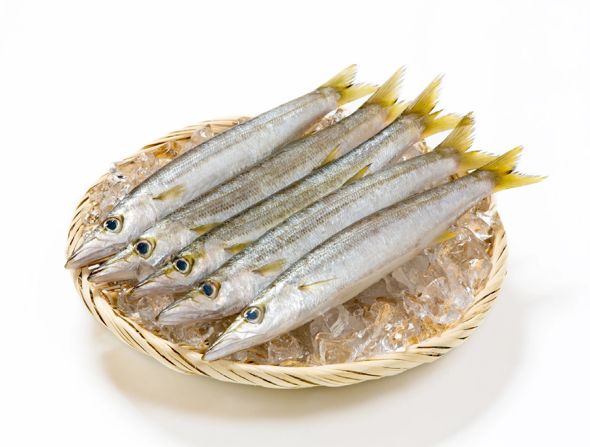 kamasu_0.jpg