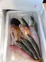omakase-fish-box_4.webp