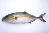 kanpachi_0.jpg