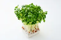 かいわれ White Radish Sprouts 75g