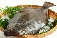 天然ヒラメ Tennen Hirame WHOLE 4 LB