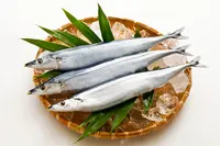 XL Sanma WHOLE