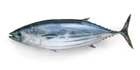 katsuo_1.jpeg