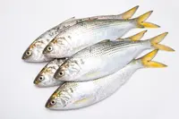 kohada_0.jpg