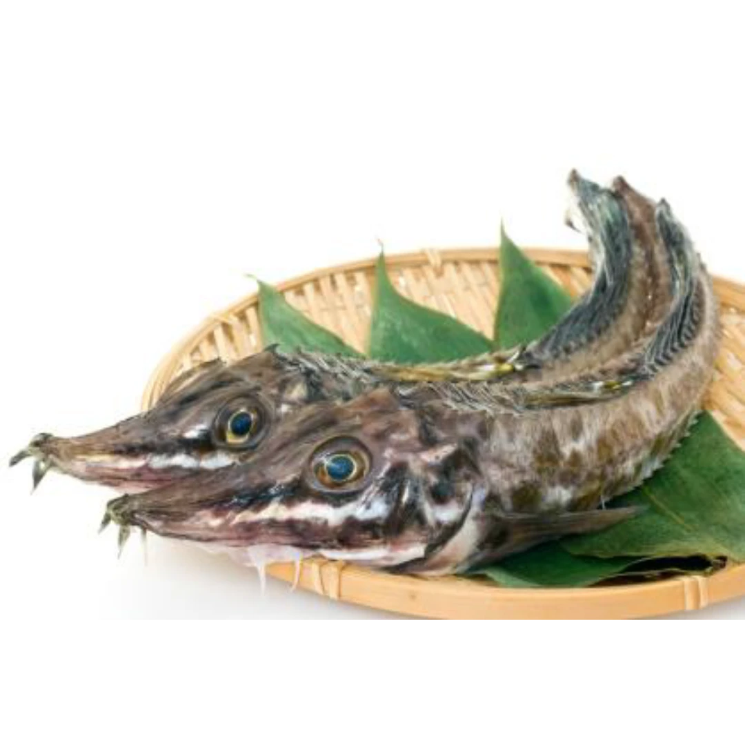 GSK1 HAKKAKU Podothecus sachiFRESH WILD SAILFIN POACHER.png