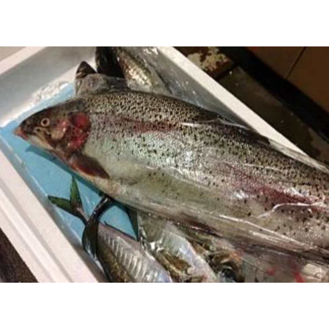 GSK1 FUJI SALMON   Oncorhynchus mykissFRESH FARMED FUJI SALMON.png