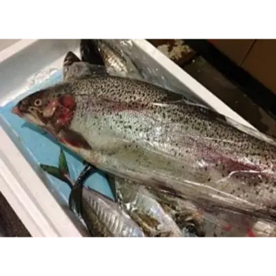 GSK1 FUJI SALMON   Oncorhynchus mykissFRESH FARMED FUJI SALMON.png