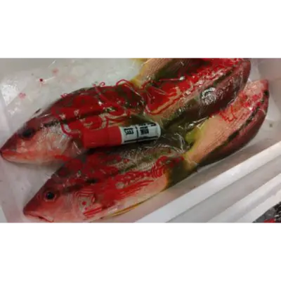 GSK1 FUEDAI   Lutjanus stellatus AkazakiFRESH WILD STAR SNAPPER.png