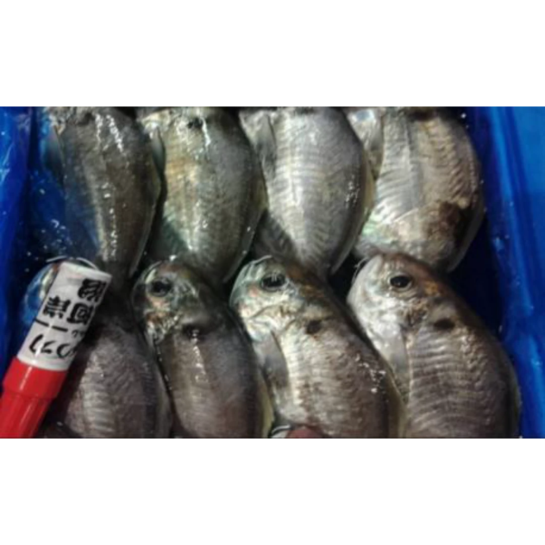GSK1 EBODAI   Psenopsis AnomalaFRESH WILD JAPANESE BUTTERFISH.png
