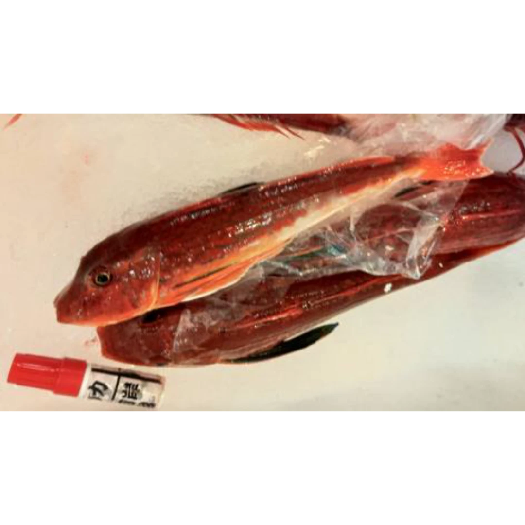 GSK1 HOUBOU Chelidonichthys spinosusFRESH WILD RED GURNARD.png
