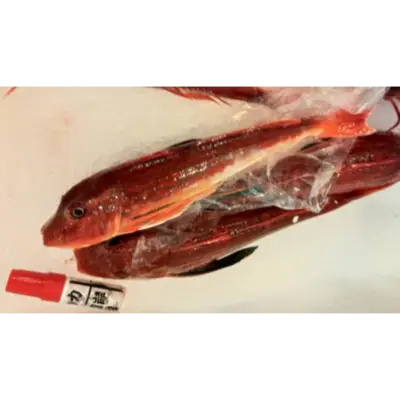 GSK1 HOUBOU Chelidonichthys spinosusFRESH WILD RED GURNARD.png