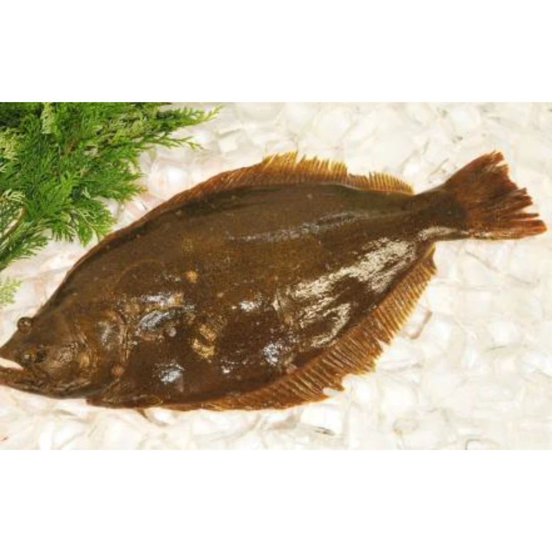 GSK1 HIRAME ROUND   Paralichthys OlivaceusFRESH FARMED FLOUNDER.png