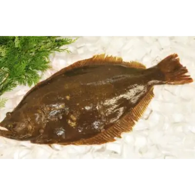 養殖平目  Yoshoku Hirame FARMED WHOLE 3.5 LB
