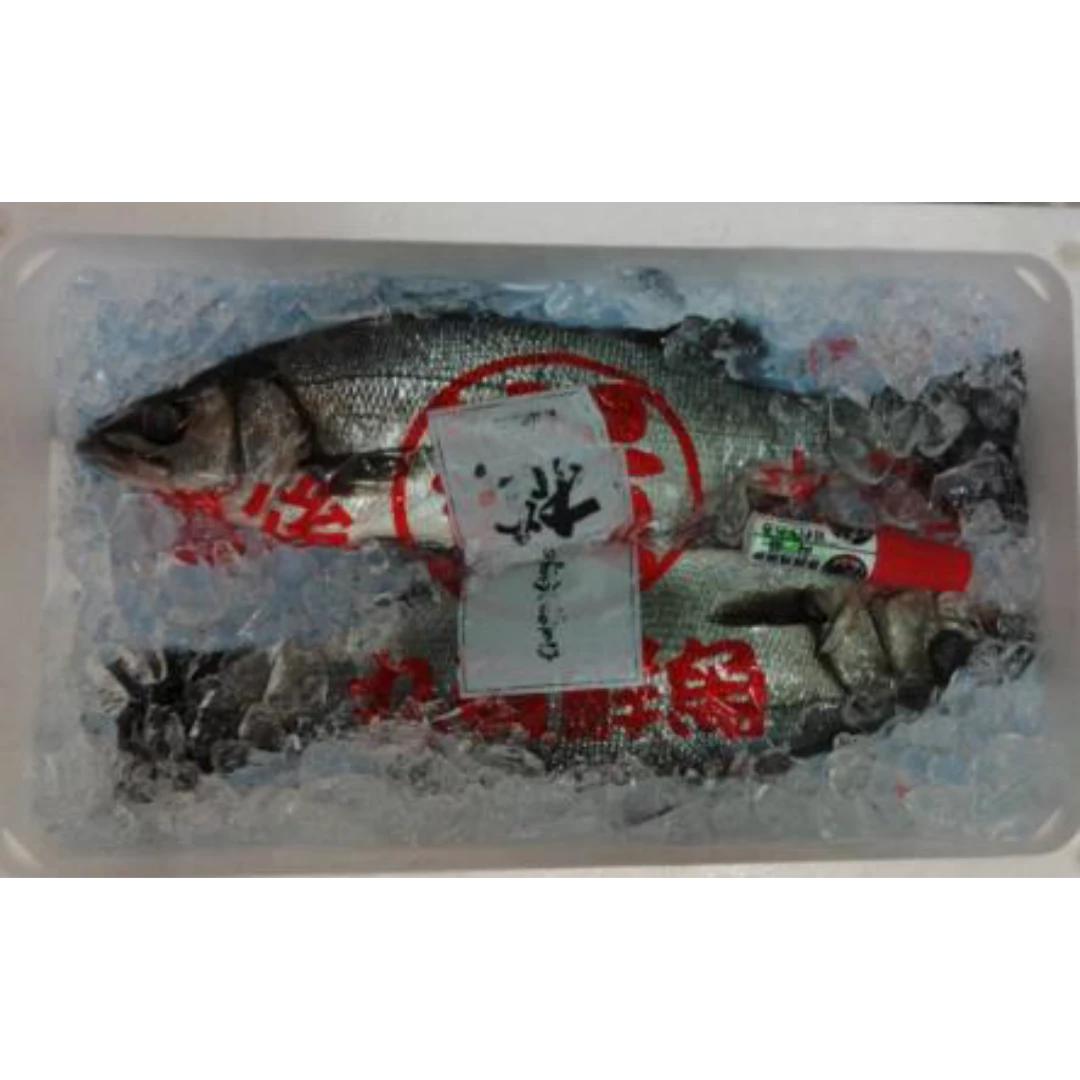 GSK1 HIRA SUZUKI   Lateolabrax latus KatayamaFRESH WILD BLACKFIN SEABASS.png