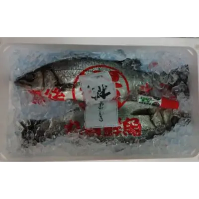 GSK1 HIRA SUZUKI   Lateolabrax latus KatayamaFRESH WILD BLACKFIN SEABASS.png