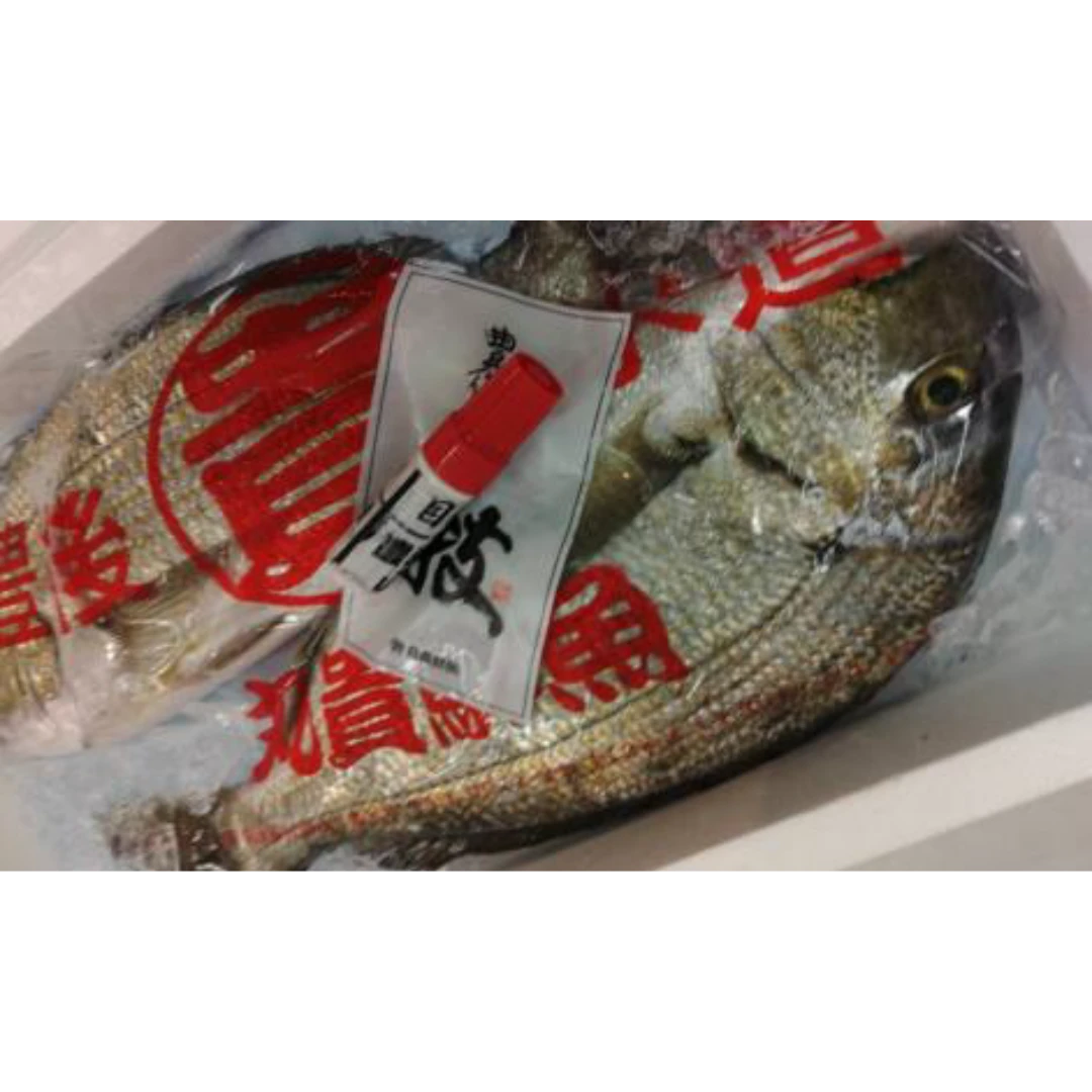 GSK1 HEDAI   Rhabdosargus sarbaSILVER BREAM.png