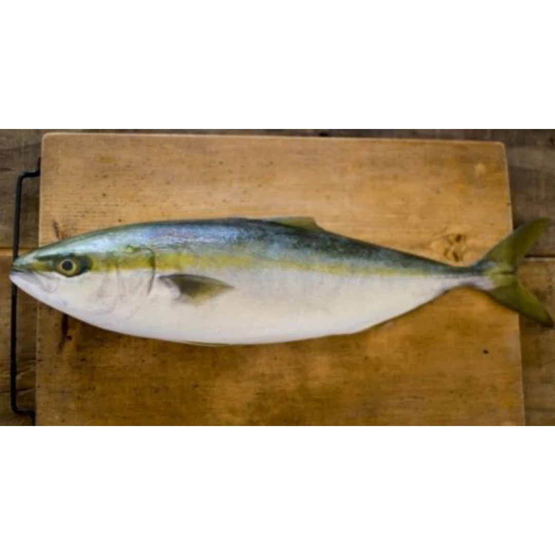 GSK1 HAMACHI FILLET   Seriola quinqueradiata,FRESH FARMED YELLOWTAIL FILLET.png