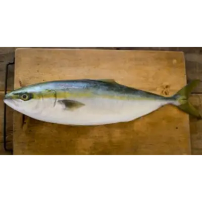 GSK1 HAMACHI FILLET   Seriola quinqueradiata,FRESH FARMED YELLOWTAIL FILLET.png