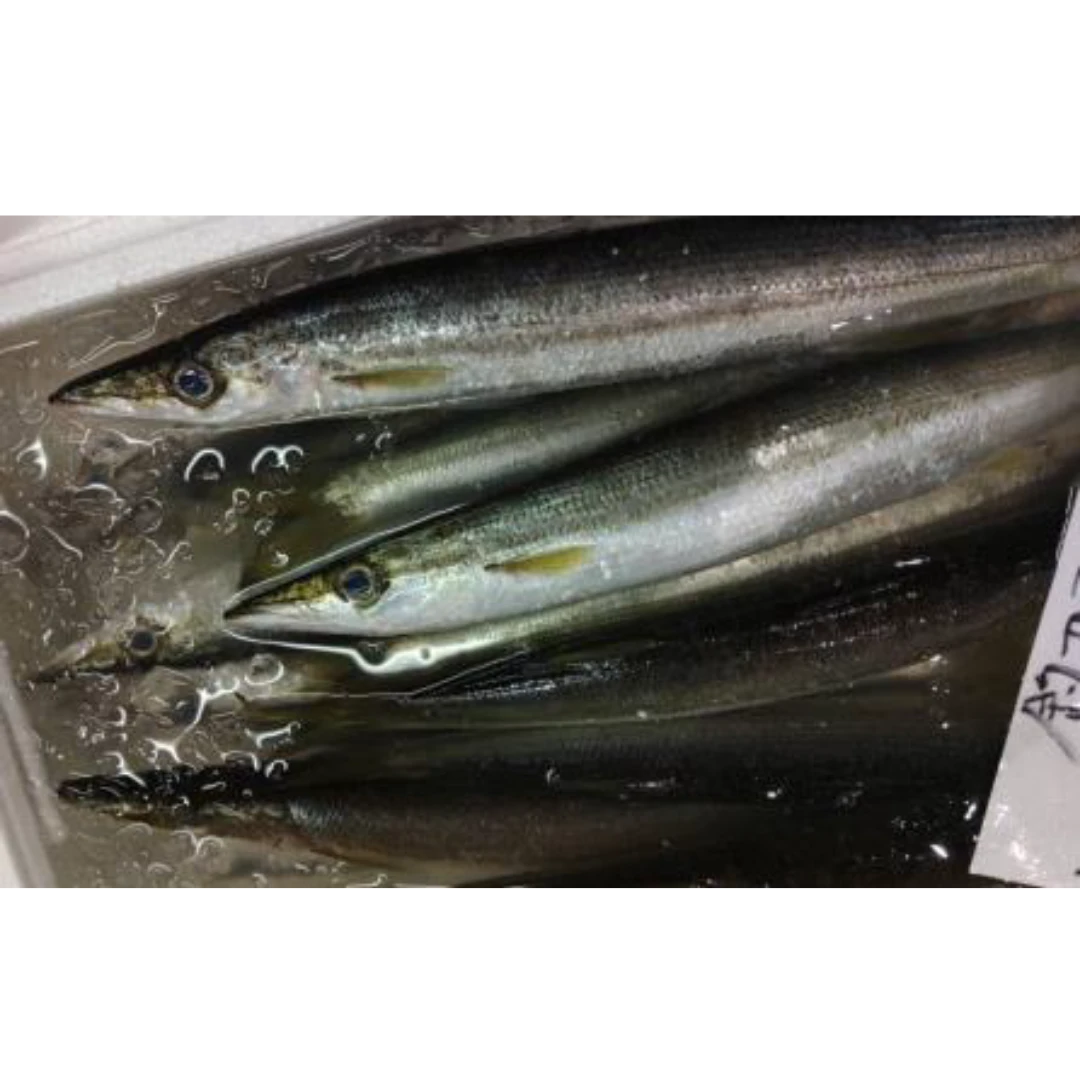 GSK1 KAMASU    Sphyraena pinguisFRESH WILD Striped Barracuda.png
