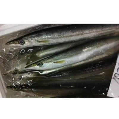 GSK1 KAMASU    Sphyraena pinguisFRESH WILD Striped Barracuda.png