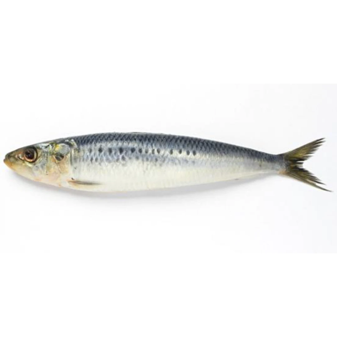 GSK1 IWASHI    Sardina PilchardusFRESH WILD SARDINE.png