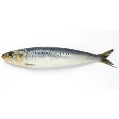 GSK1 IWASHI    Sardina PilchardusFRESH WILD SARDINE.png