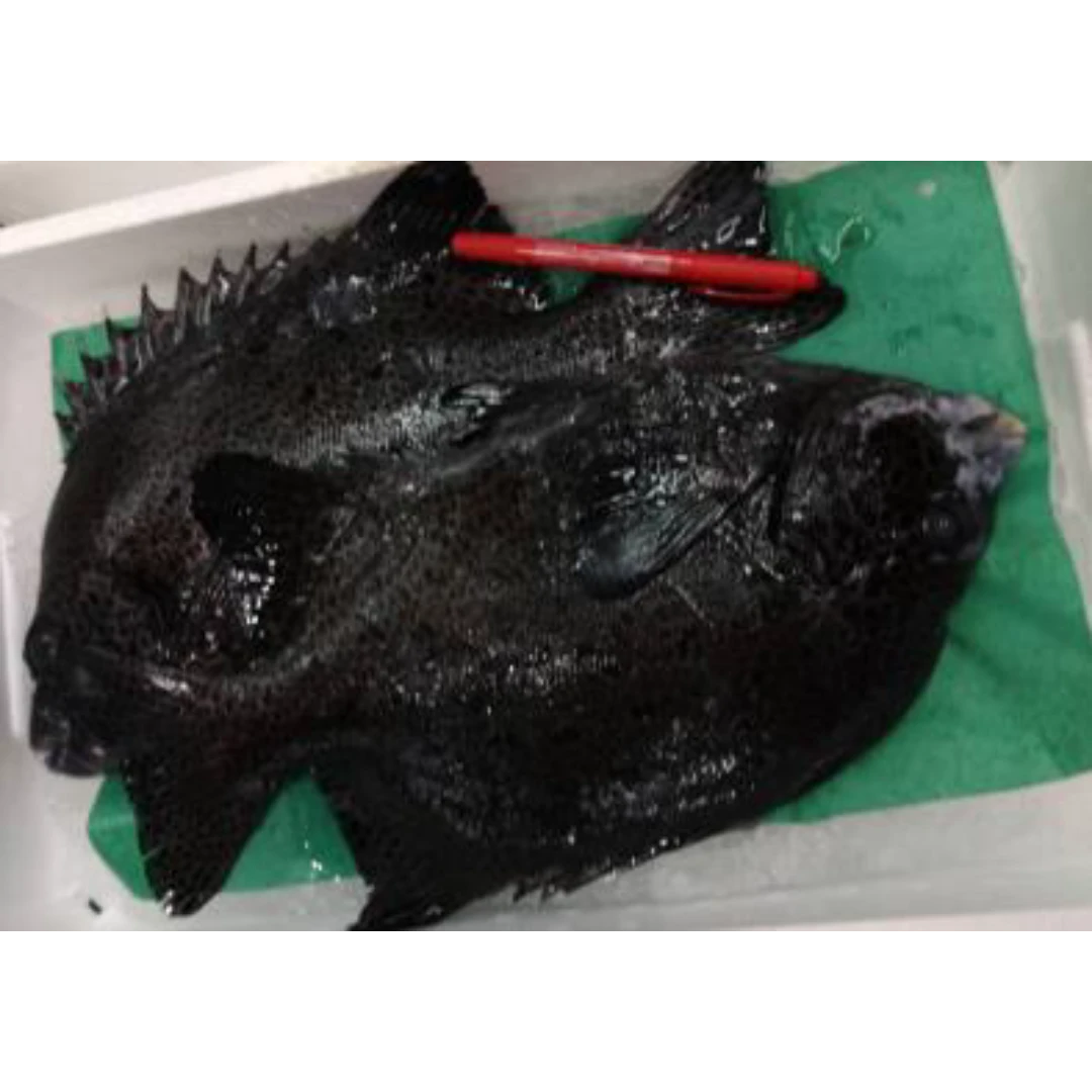GSK1 ISHIGAKI TAI    Oplegnathus punctatusFRESH WILD SPOTTED KNIFEJAW.png