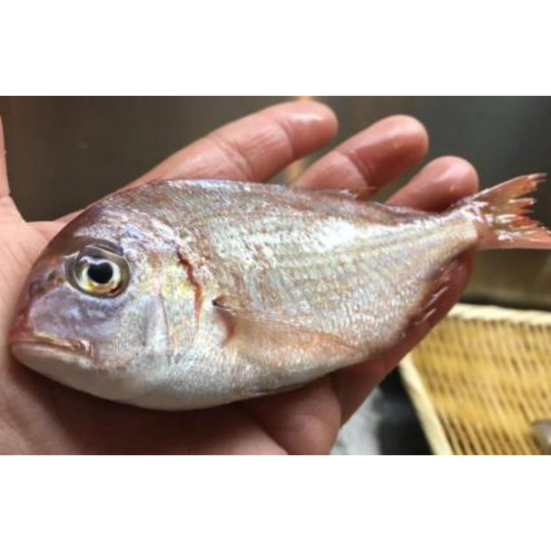 GSK1 KASUGODAI    Evynnis tumifronsFRESH WILD YOUNG SEA BREAM.png