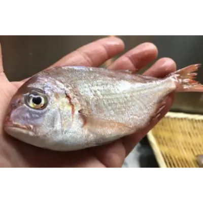 GSK1 KASUGODAI    Evynnis tumifronsFRESH WILD YOUNG SEA BREAM.png