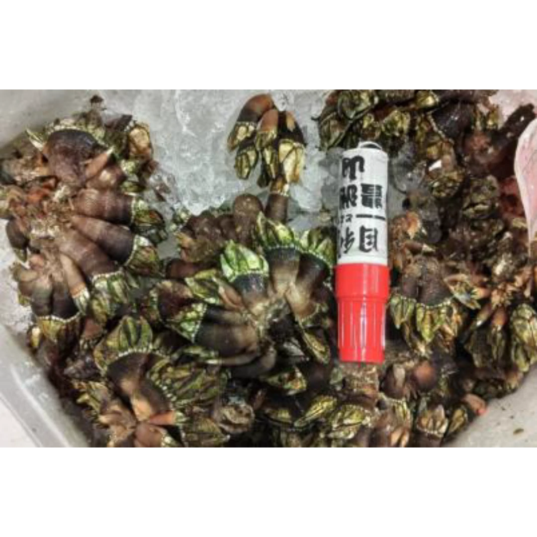 GSK1 KAMENOTE   Pollicipes mitellaFRESH WILD PERCEBES.png