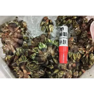GSK1 KAMENOTE   Pollicipes mitellaFRESH WILD PERCEBES.png