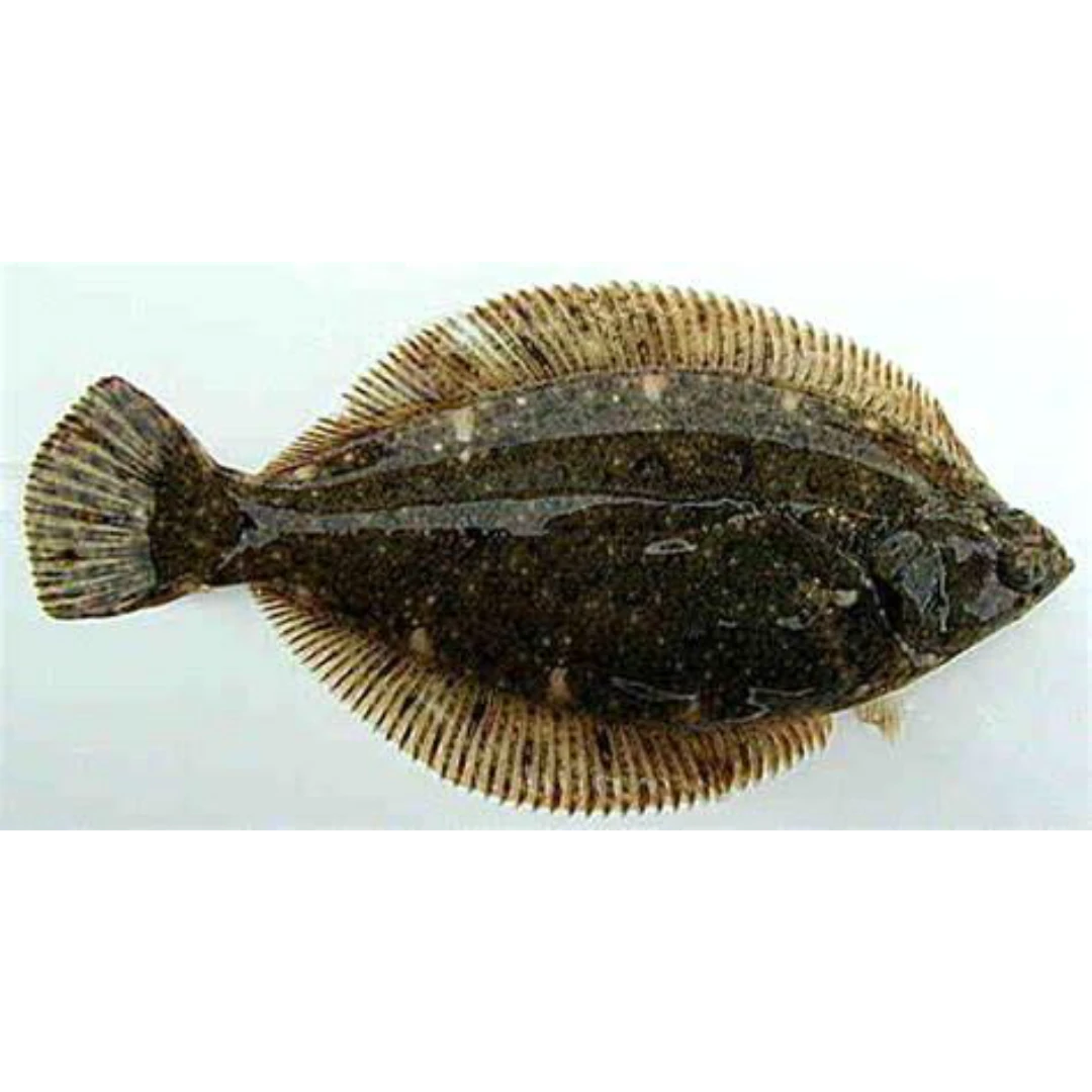 GSK1 MAKO KAREI Pseudopleuronectes yokohamaeFRESH WILD MARBLED FLOUNDER.png