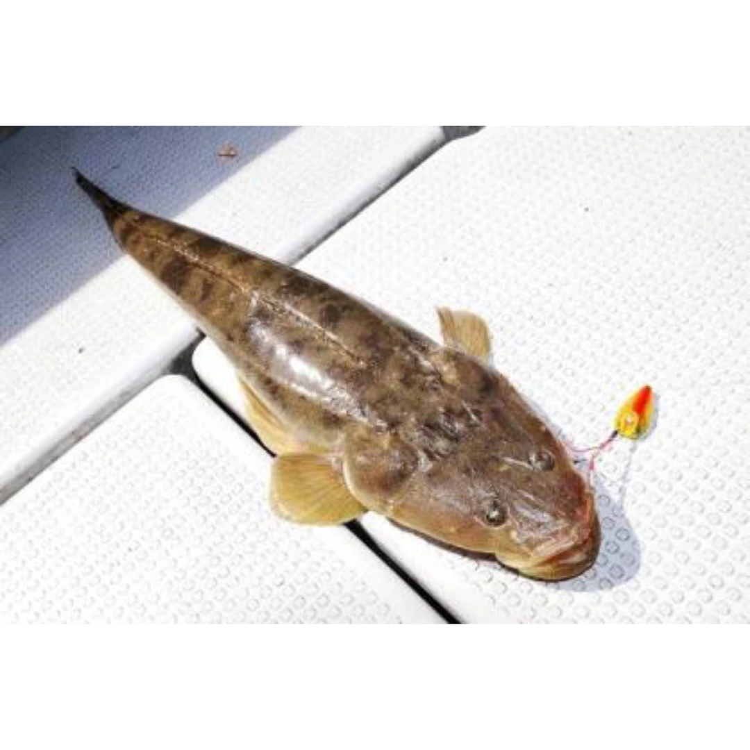 GSK1 MAGOCHI   Platycephalus indicusFRESH WILD BARTAIL FLATHEAD.png