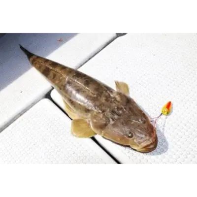 GSK1 MAGOCHI   Platycephalus indicusFRESH WILD BARTAIL FLATHEAD.png