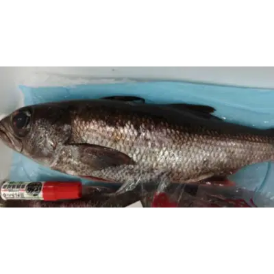 GSK1 KUROMUTSU  Scombrops gilbertiFRESH WILD JAPANESE BLUEFISH.png