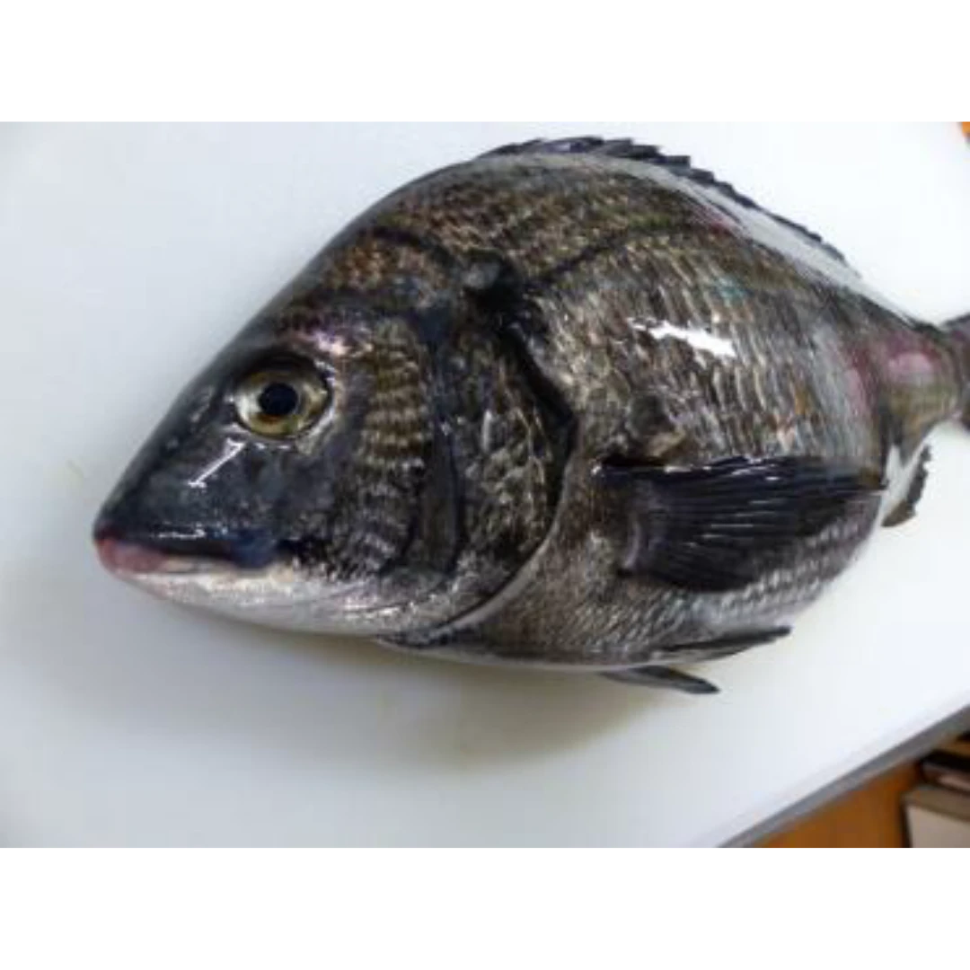 GSK1 KURODAI   Acanthopagrus schlegeliiFRESH WILD BLACKHEAD SEABREAM.png