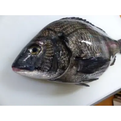 GSK1 KURODAI   Acanthopagrus schlegeliiFRESH WILD BLACKHEAD SEABREAM.png