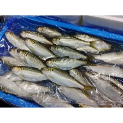 GSK1 KOHADA  Konosirus punctatus ,FRESH WILD SHAD.png