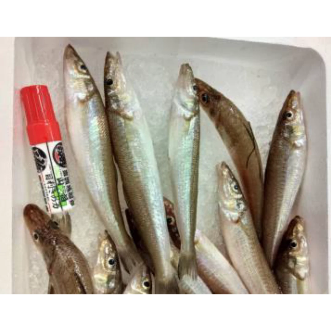 GSK1 KISU   Sillago japonicaFRESH WILD Japanese Sillago.png