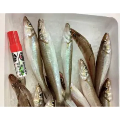 GSK1 KISU   Sillago japonicaFRESH WILD Japanese Sillago.png