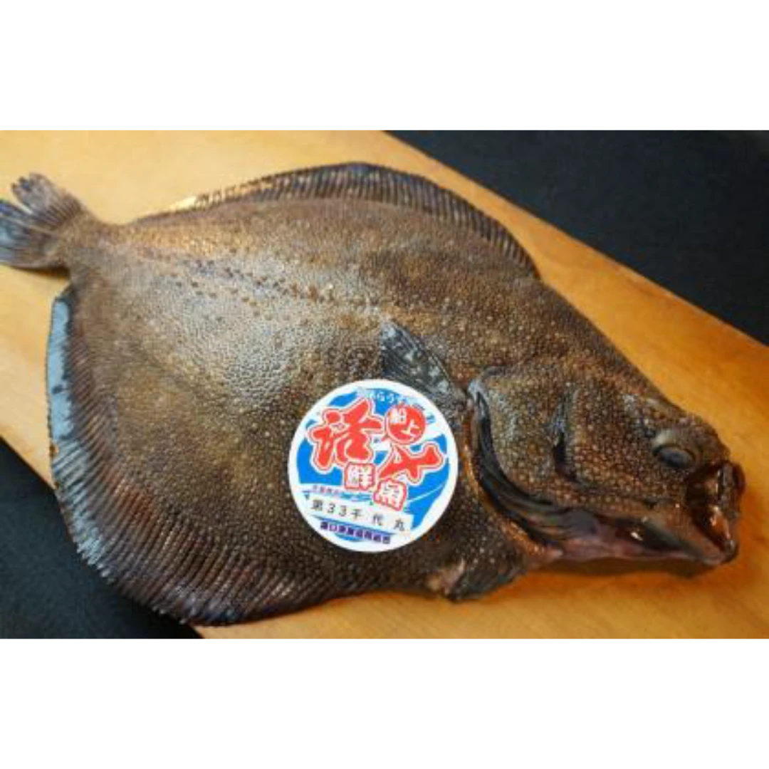 GSK1 SAME GAREI  Clidoderma asperrimum,FRESH WILD ROUGHSCALE SOLE.png