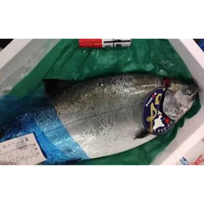 GSK1 SAKURAMASU   Oncorhynchus masou masouFRESH WILD CHERRY SALMON.png