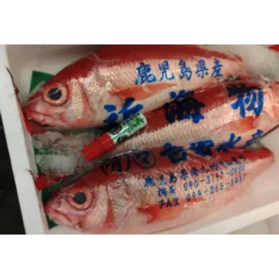 GSK1 ONAGADAI   coruscans ValenciennesDEEPWATER LONGTAIL RED SNAPPER.png