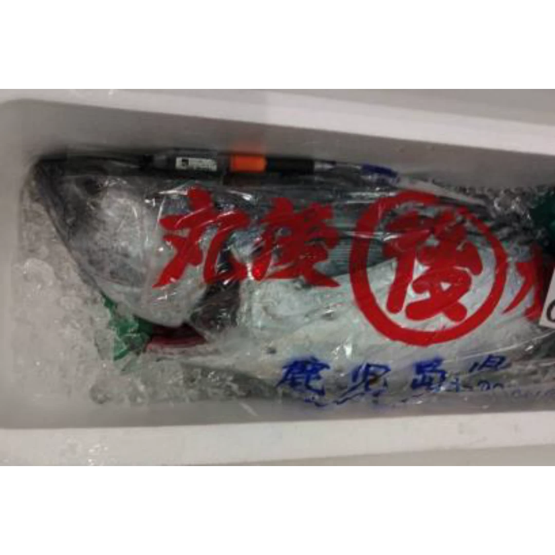 GSK1 SUMAKATSUO   Sarda orientalisFRESH WILD STRIPED BONITO.png