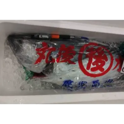 GSK1 SUMAKATSUO   Sarda orientalisFRESH WILD STRIPED BONITO.png