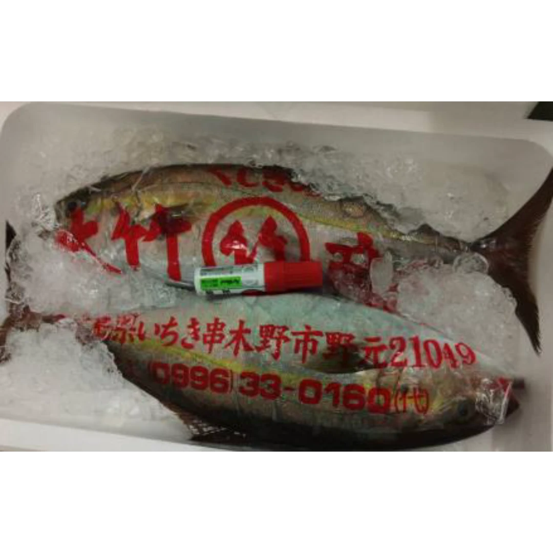GSK1 SHIOKO  Seriola dumeriliFRESH WILD GREATER AMBERJACK.png
